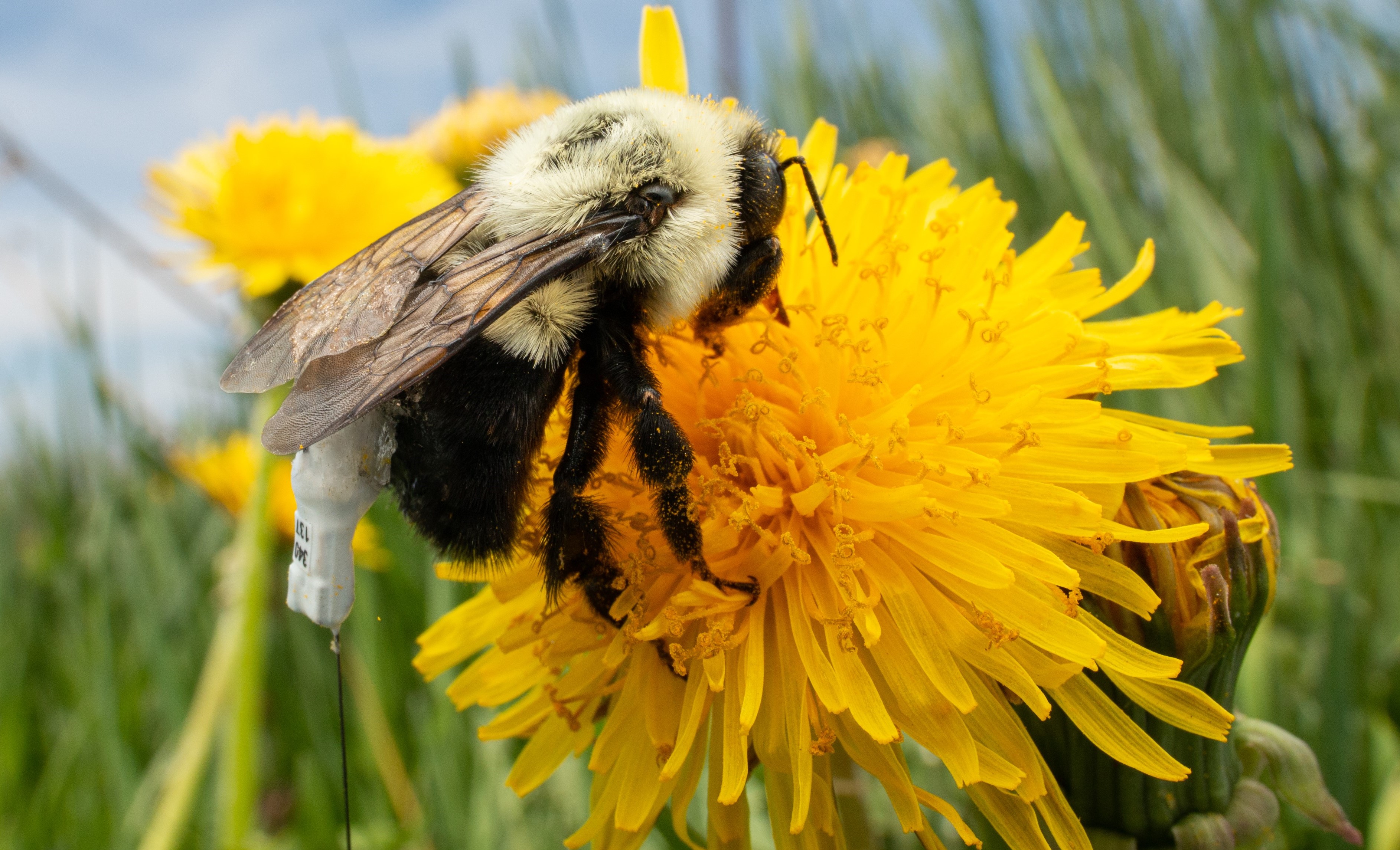 Bumble bee with a radio tag on dandelions