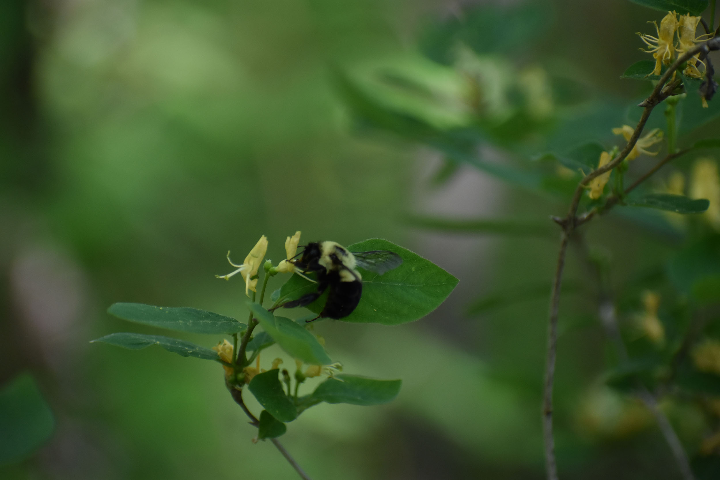 Impacts of environmental stressors on bumble bee queen movement