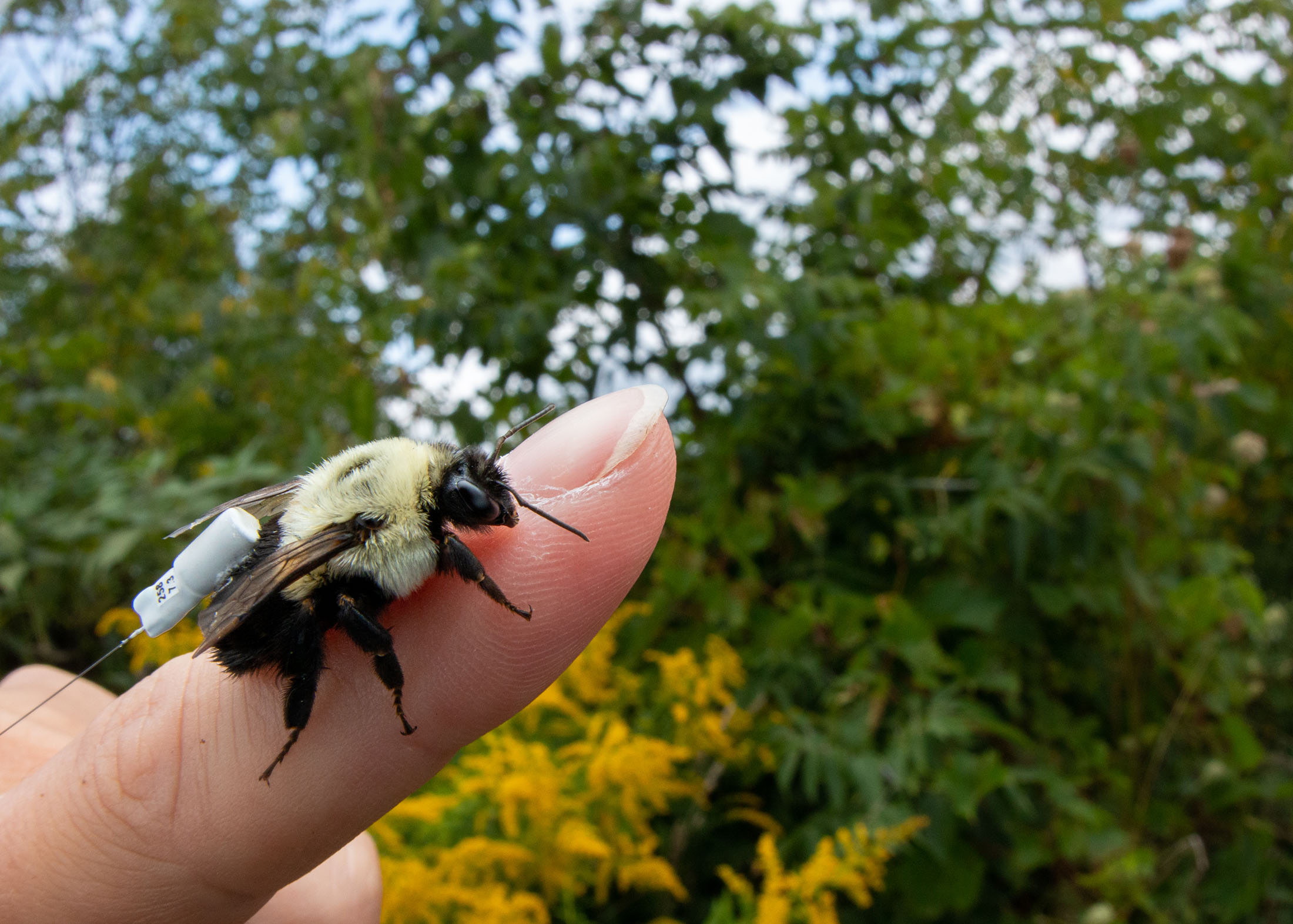 A bumble bee with a radio tag on its back climbing on Amanda's finger