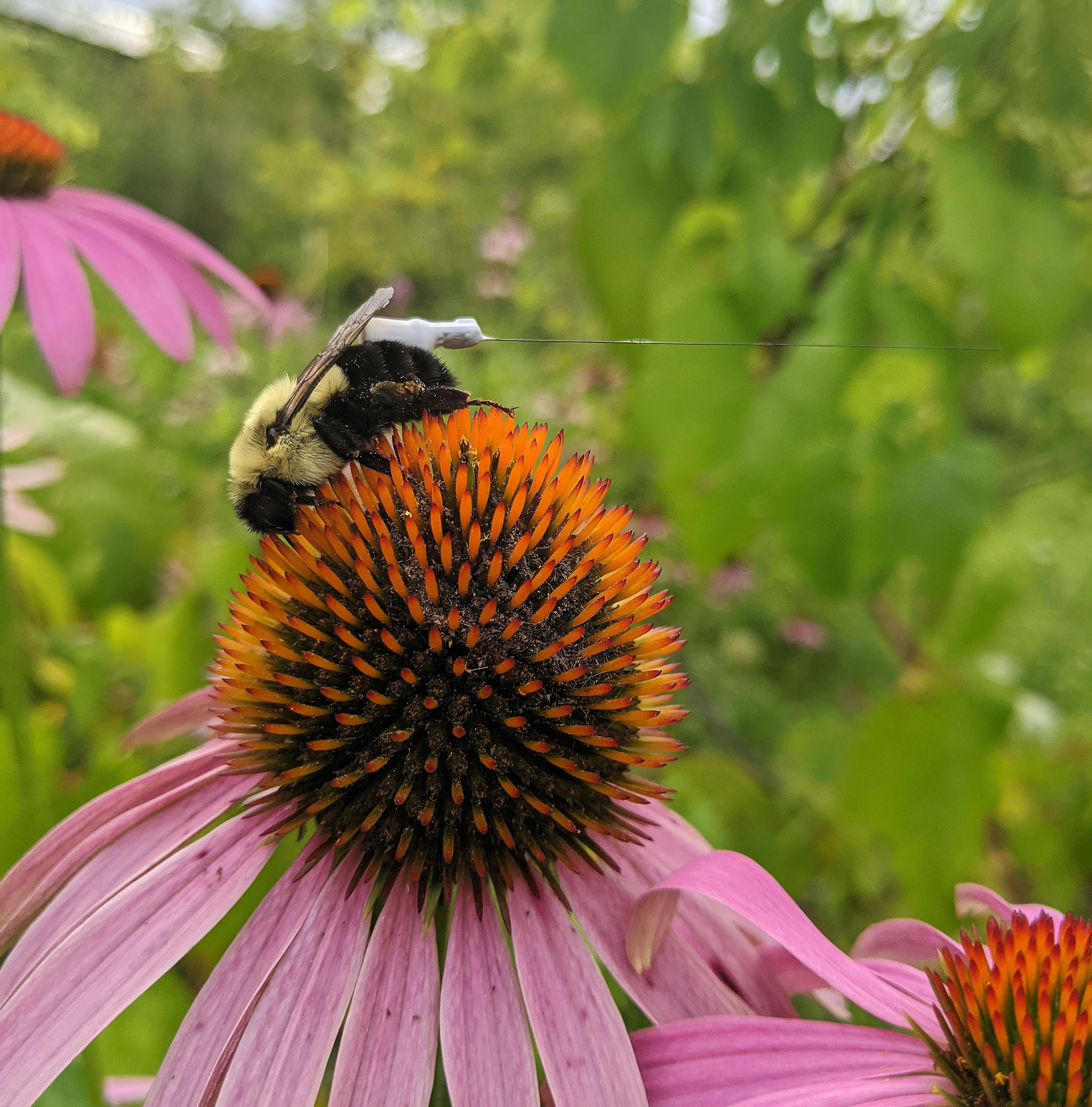 A bumble bee with a radio tag on its back climbing on Amanda's finger