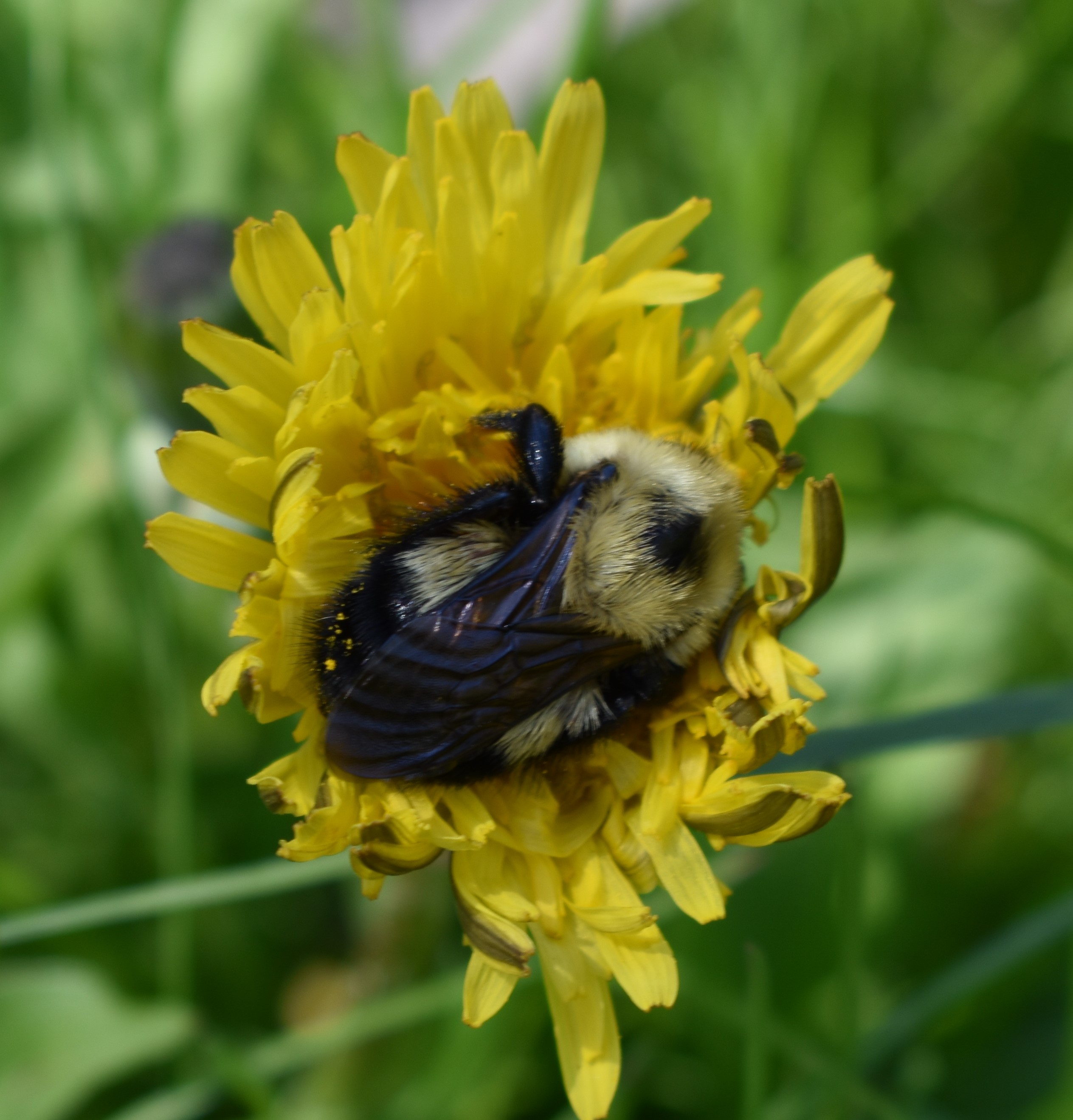 A bumble bee with a radio tag on its back climbing on Amanda's finger