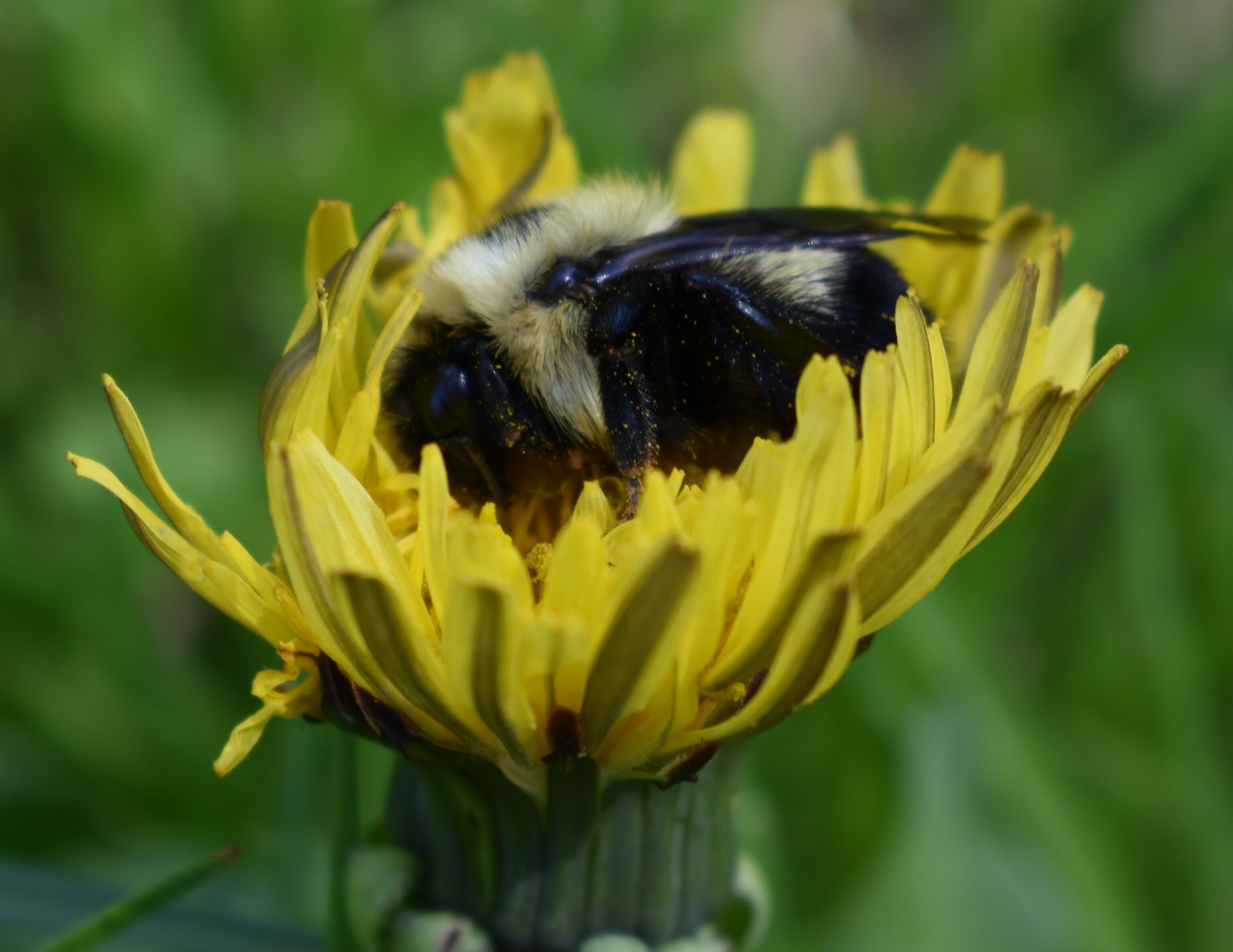 Pollinator garden supporting urban bee populations