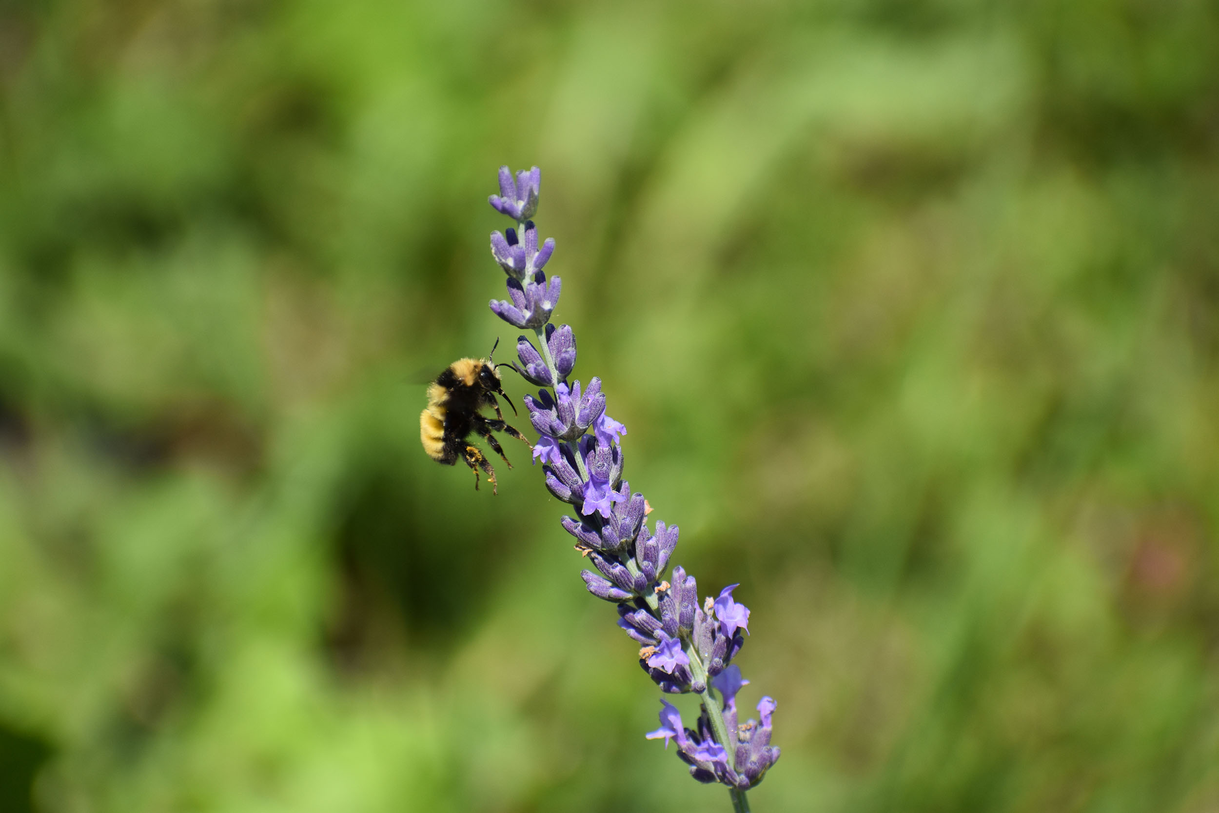 Pathogen research related to bumble bee conservation