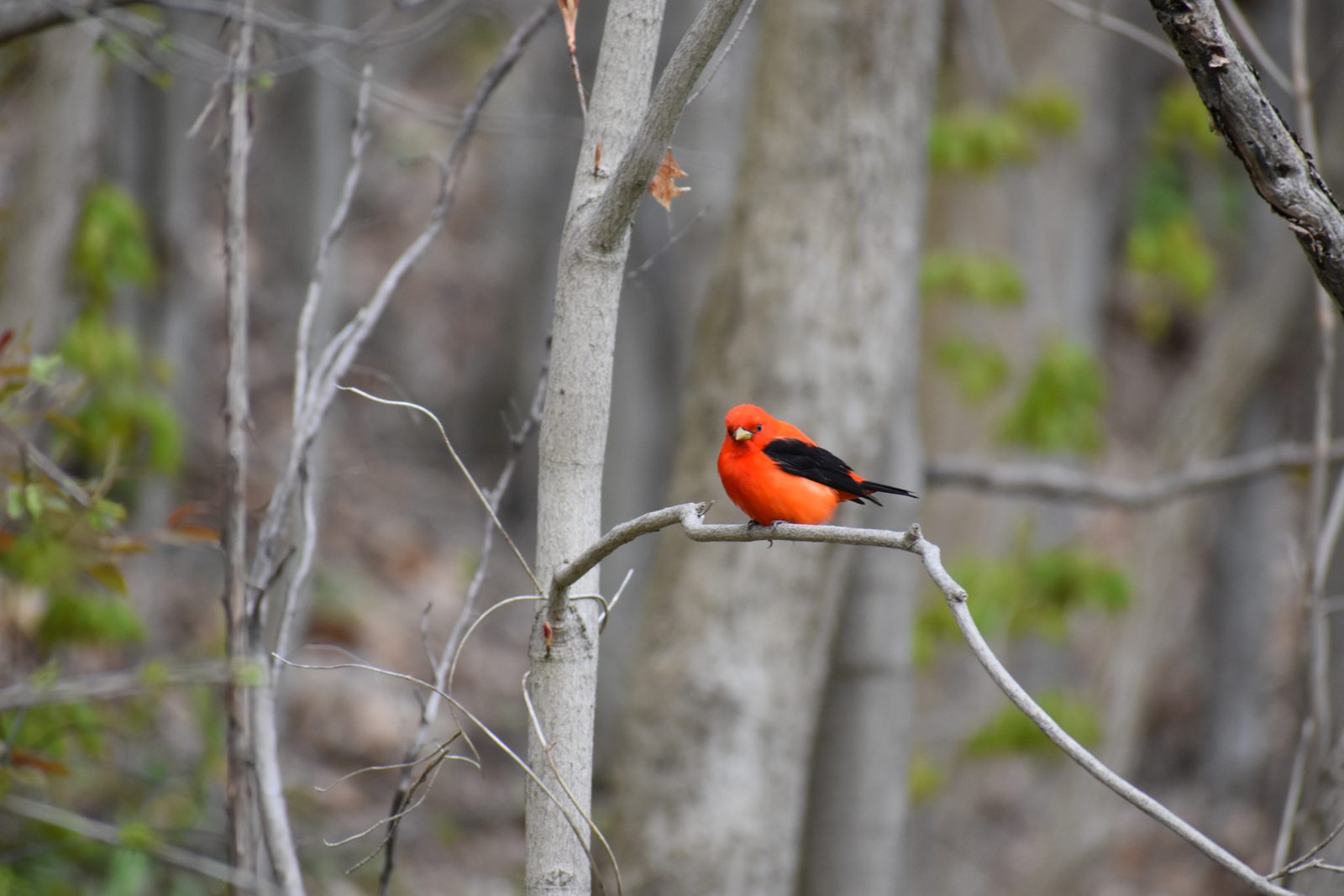A male scarlet tanager perched on a bare branch in spring woodland, one of the migratory songbirds tracked through the Motus network
